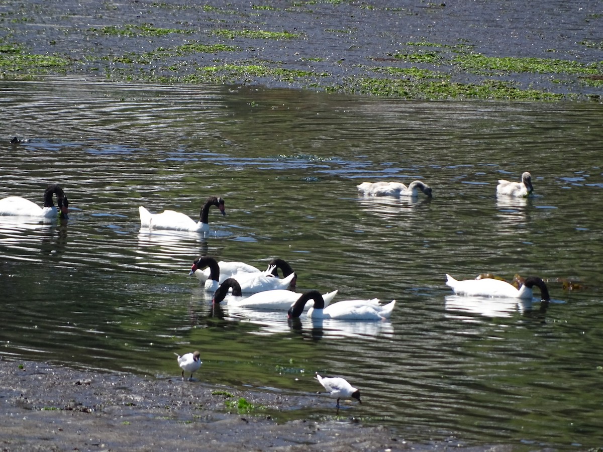 Black-necked Swan - ML140592201