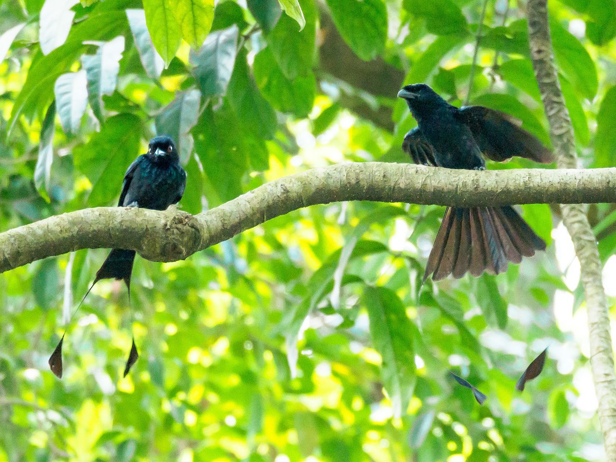 Greater Racket-tailed Drongo - ML140592371