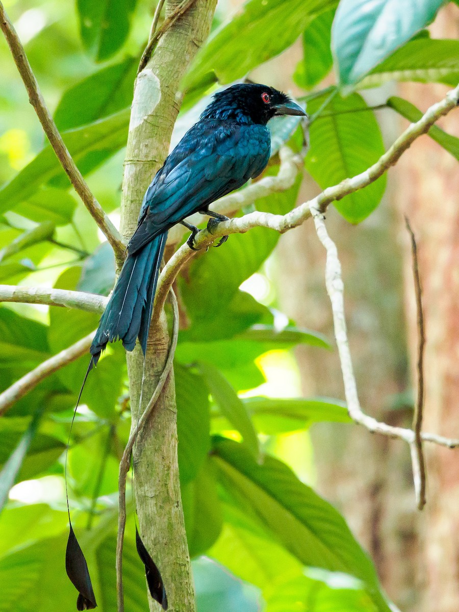 Greater Racket-tailed Drongo - ML140592411