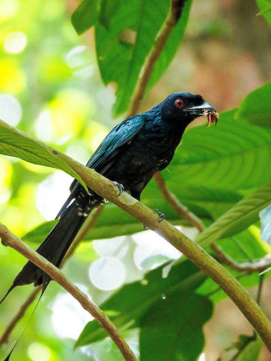 Greater Racket-tailed Drongo - ML140592481