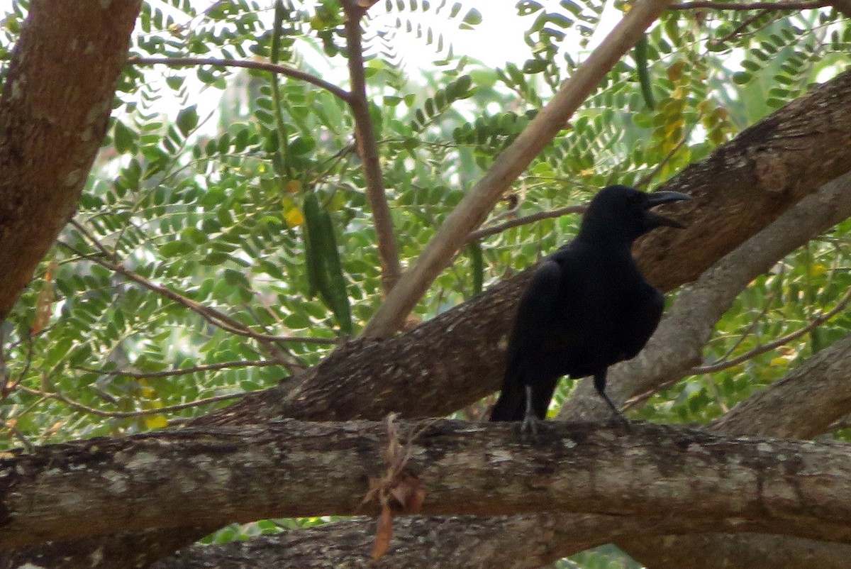 Large-billed Crow - Tim & Gukgai |  Isan Explorer