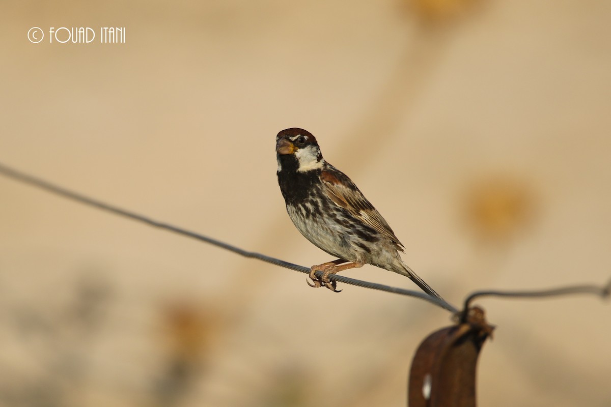 Spanish Sparrow - Fouad Itani