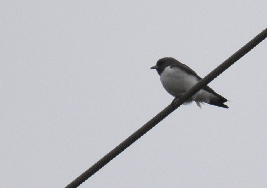 White-breasted Woodswallow - ML140594491