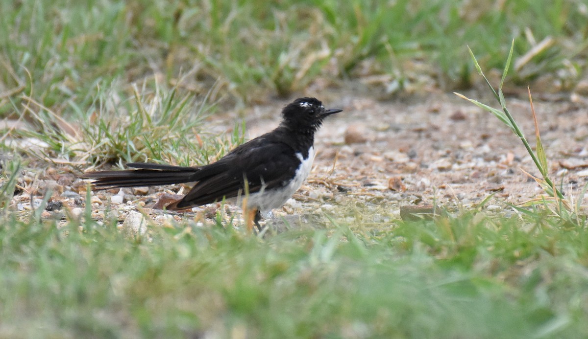 Willie-wagtail - ML140594591