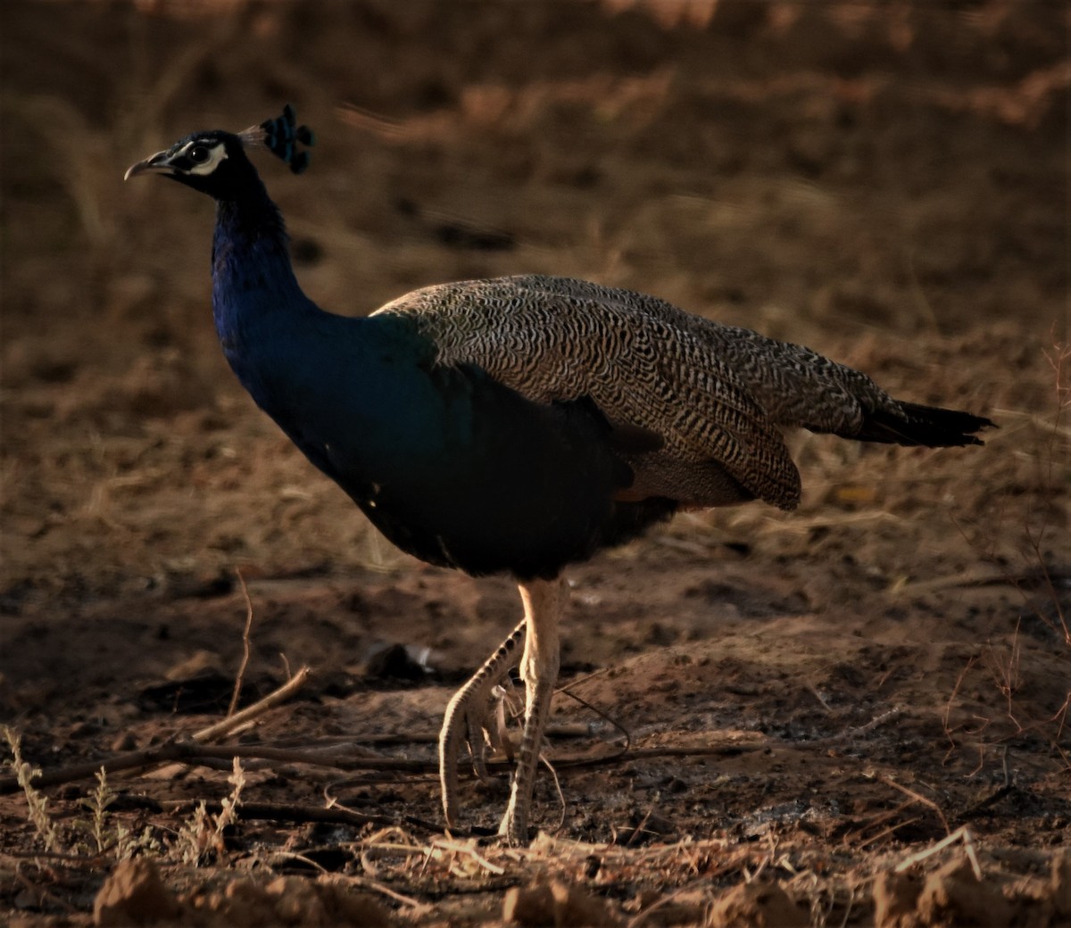 Indian Peafowl - ANANT PATKAR