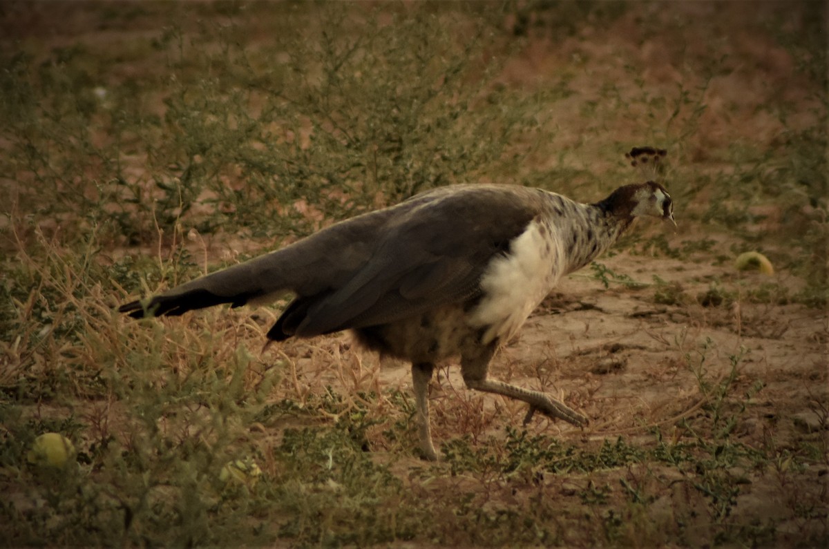 Indian Peafowl - ML140594711