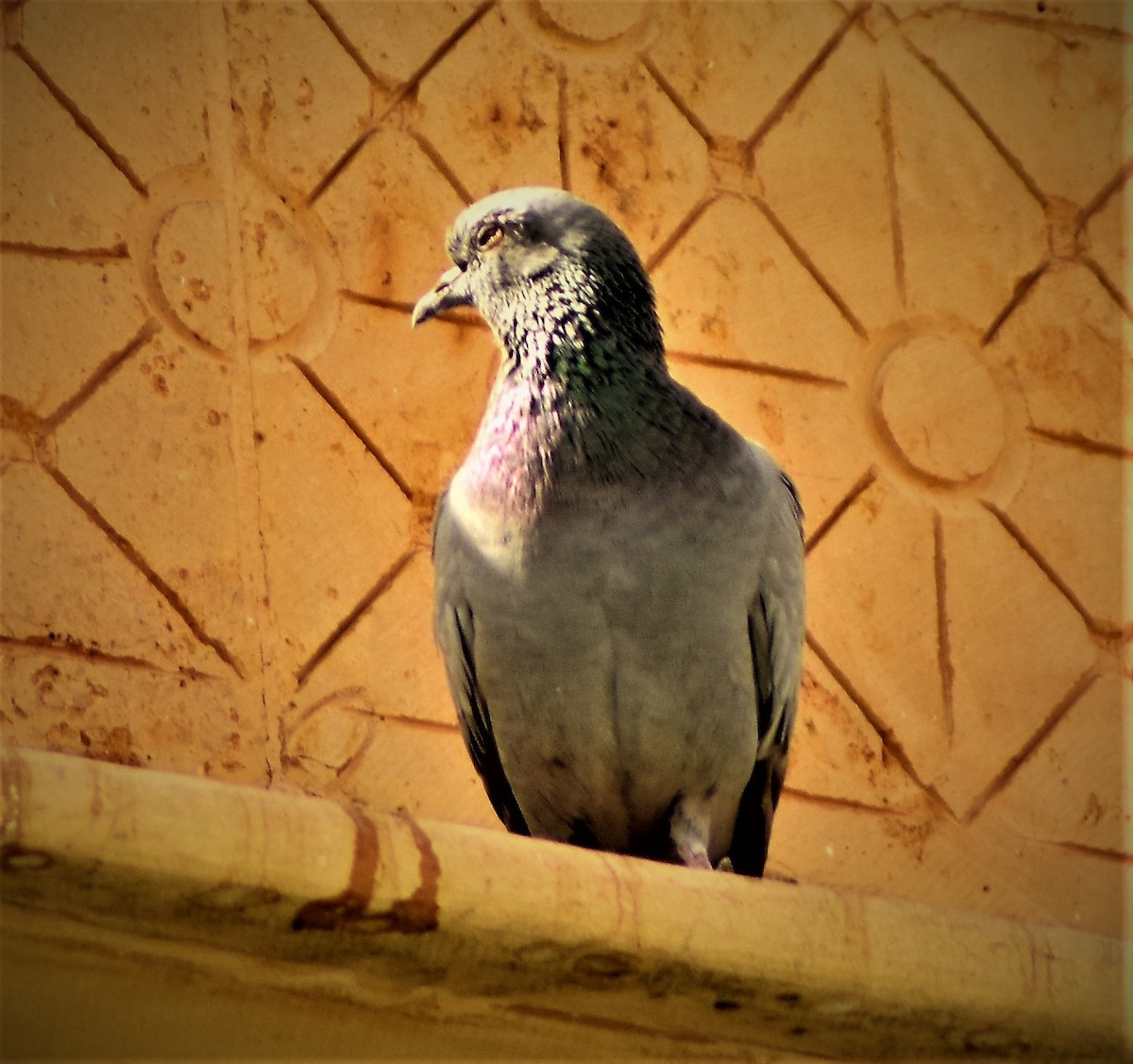Rock Pigeon (Feral Pigeon) - ANANT PATKAR