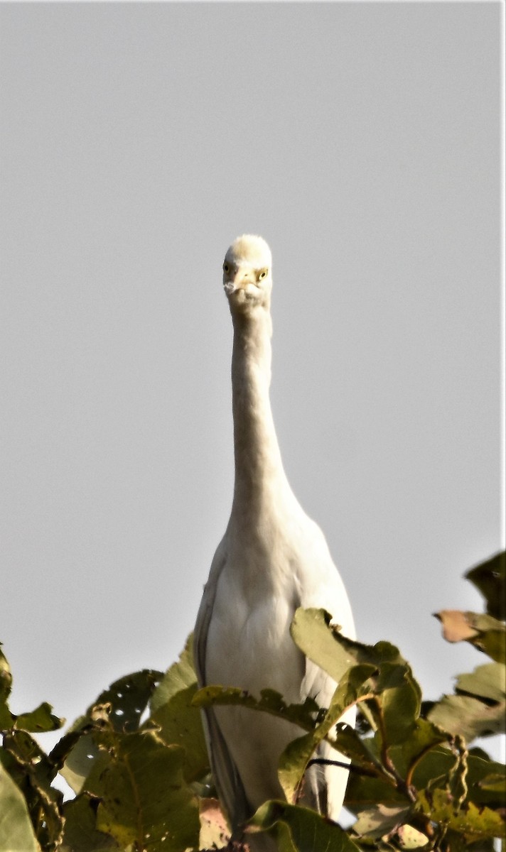 Eastern Cattle Egret - ANANT PATKAR