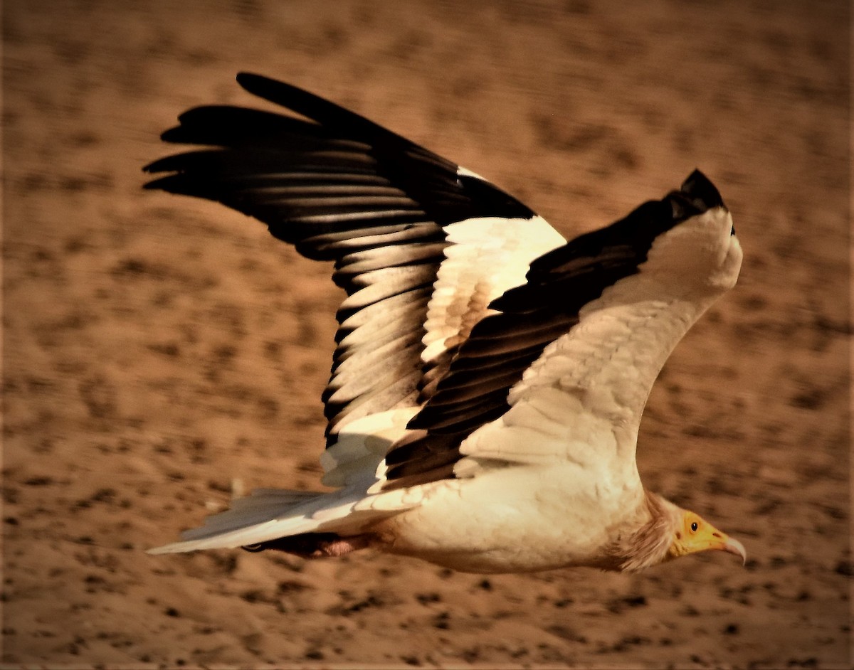 Egyptian Vulture - ML140595181