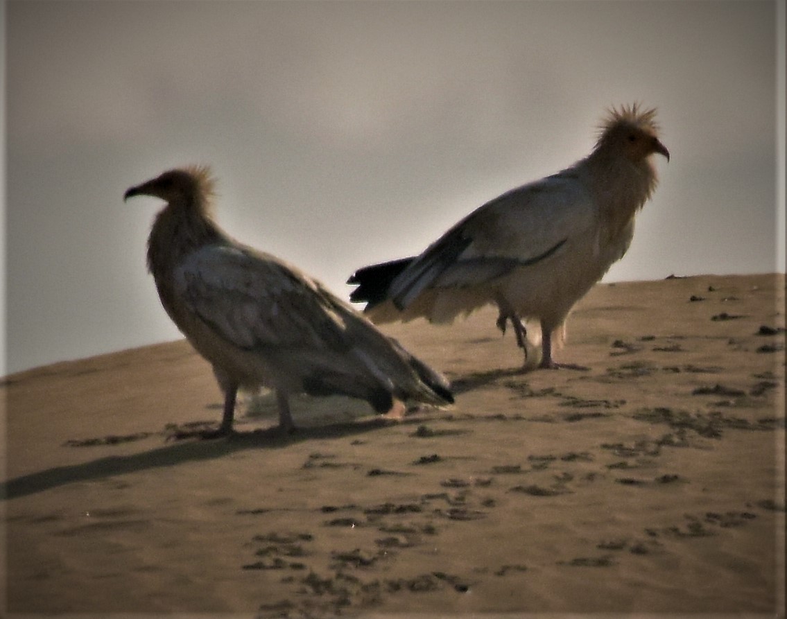 Egyptian Vulture - ML140595201