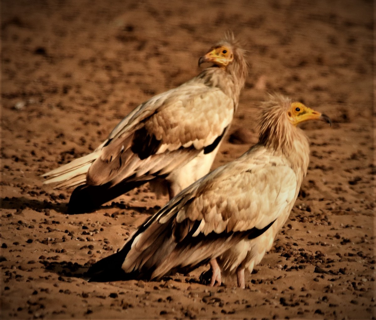 Egyptian Vulture - ANANT PATKAR