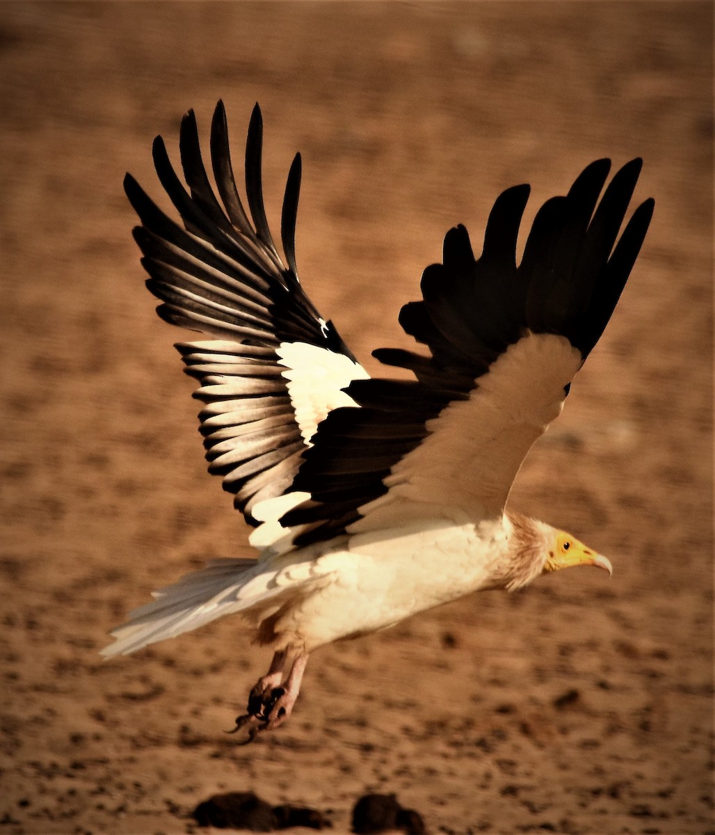 Egyptian Vulture - ML140595241