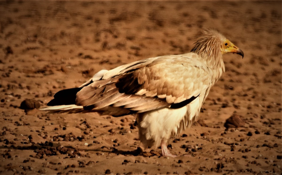 Egyptian Vulture - ML140595251