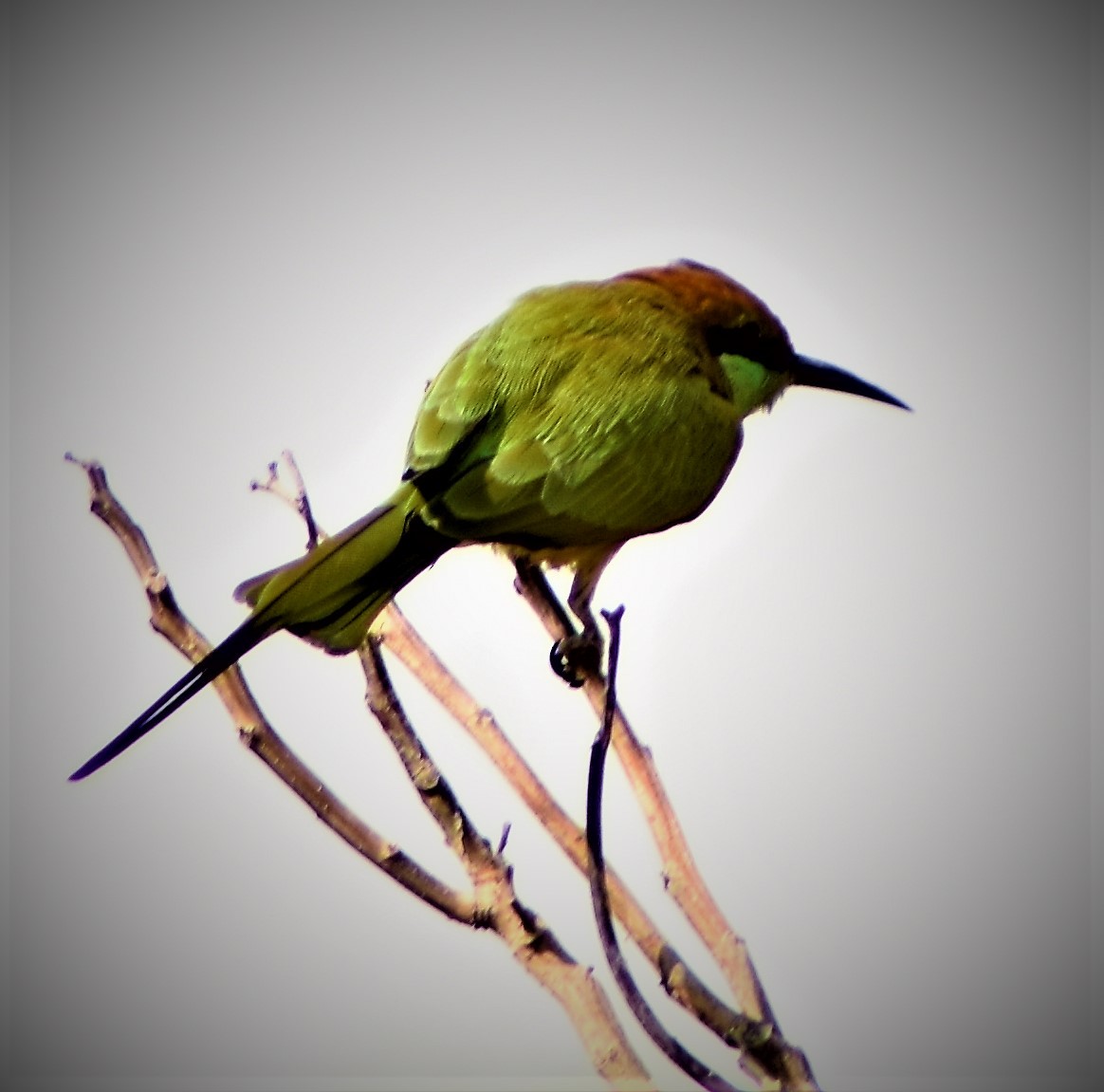 Asian Green Bee-eater - ML140595321