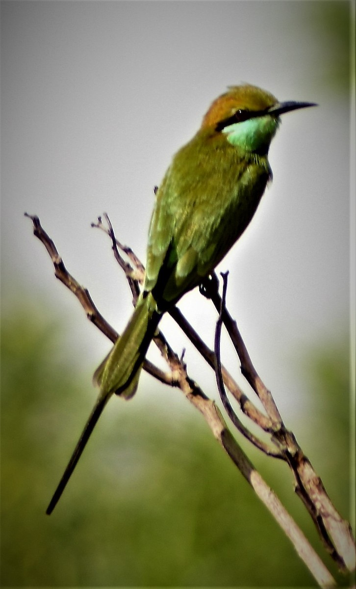Asian Green Bee-eater - ML140595341