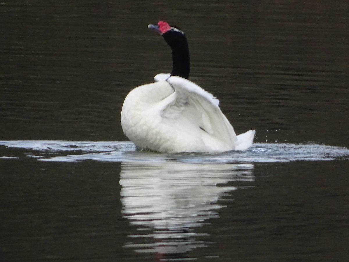 Black-necked Swan - ML140595751