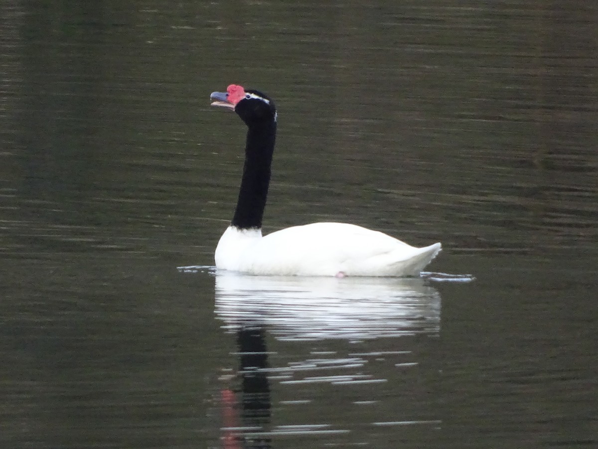 Black-necked Swan - Scarlett Acevedo