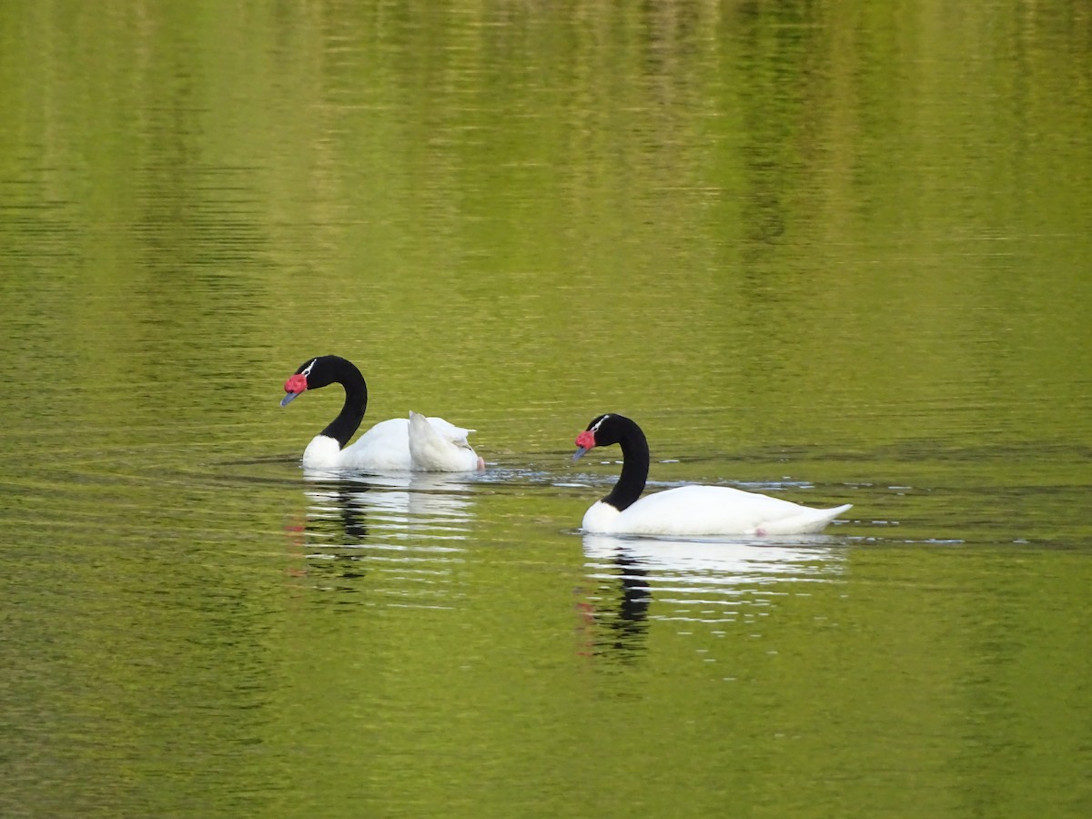 Black-necked Swan - ML140595781