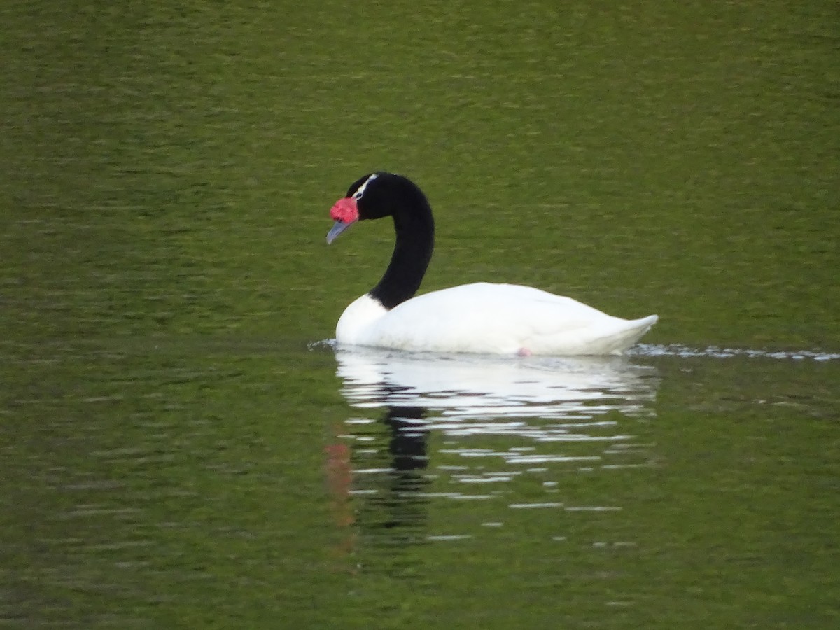 Black-necked Swan - Scarlett Acevedo