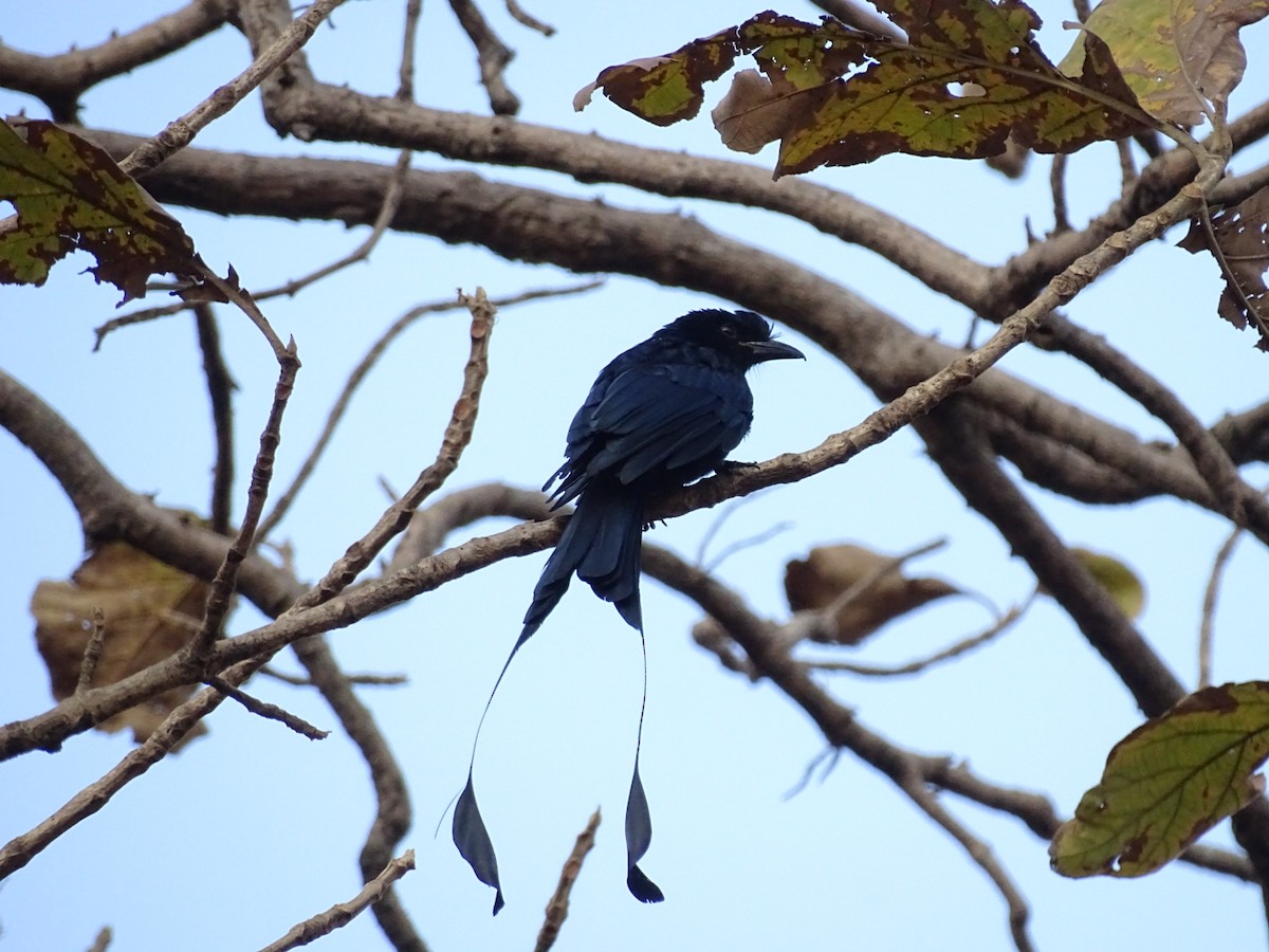 Greater Racket-tailed Drongo - ML140597691