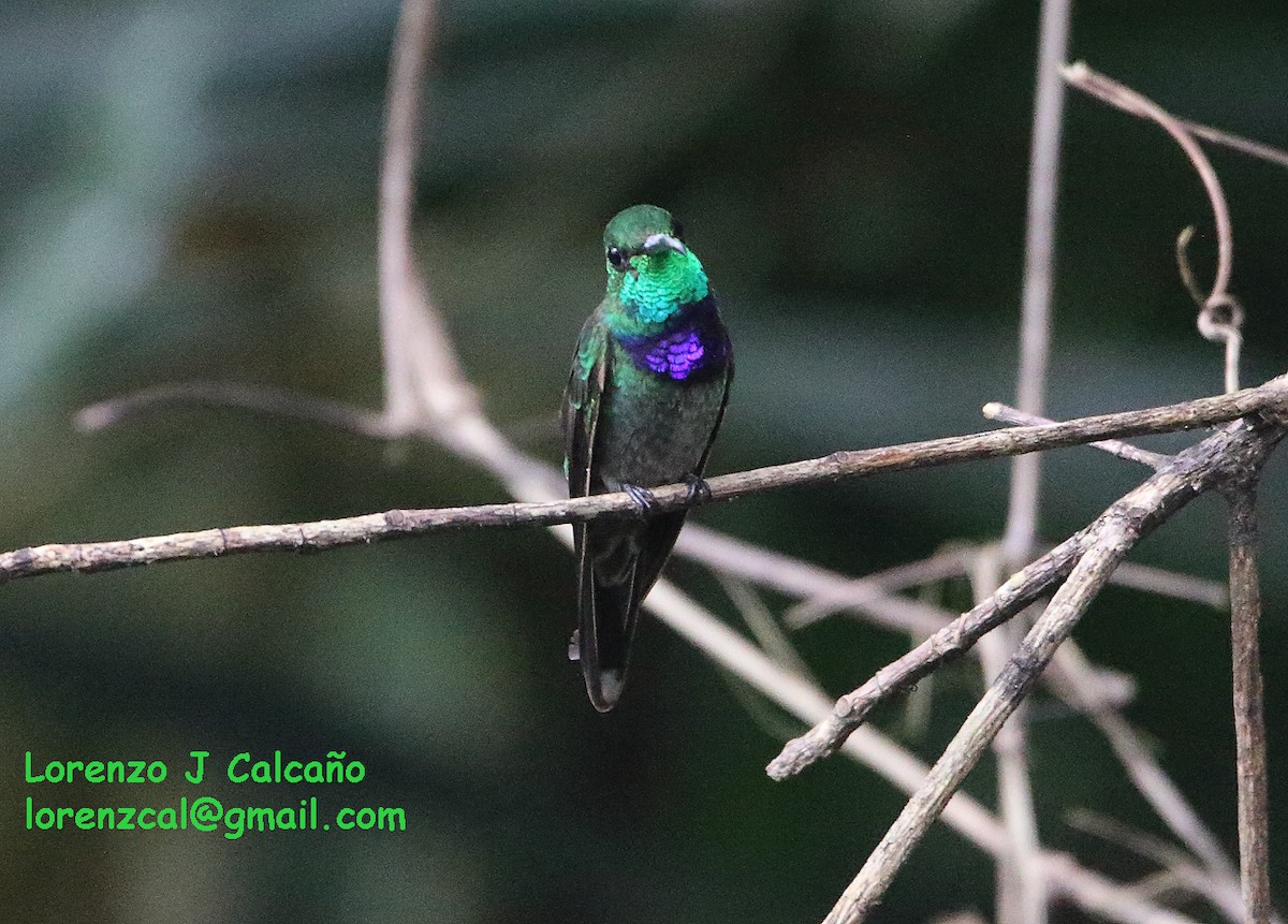 Violet-chested Hummingbird - Lorenzo Calcaño