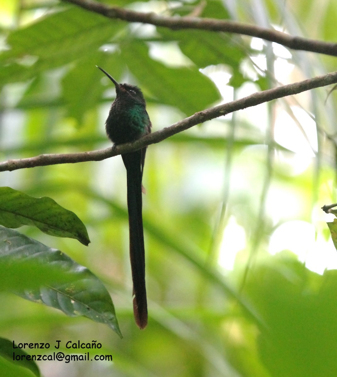Scissor-tailed Hummingbird - ML140598231