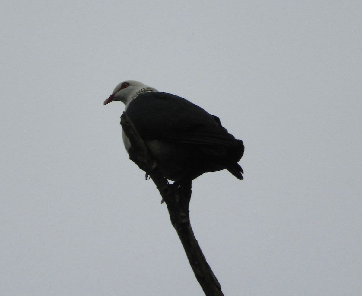 White-headed Pigeon - ML140598801