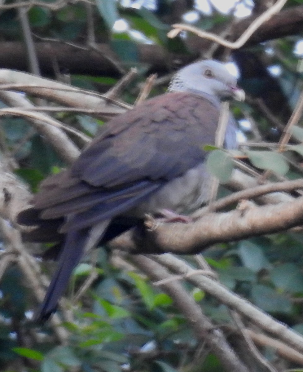 Nilgiri Wood-Pigeon - Sachin  Main