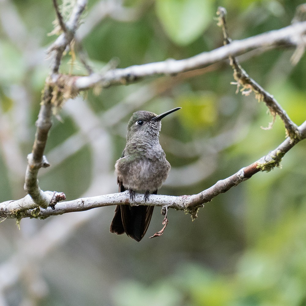 Sombre Hummingbird - ML140599821