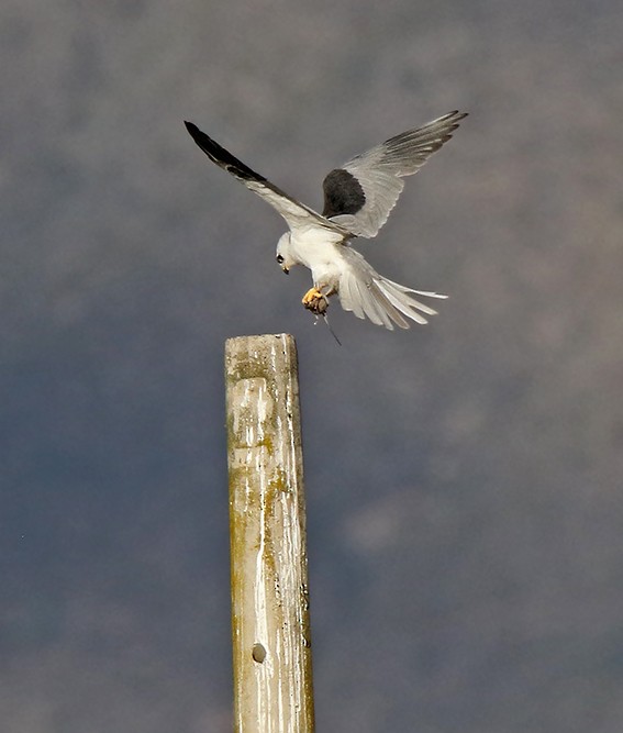 White-tailed Kite - Roger Ahlman