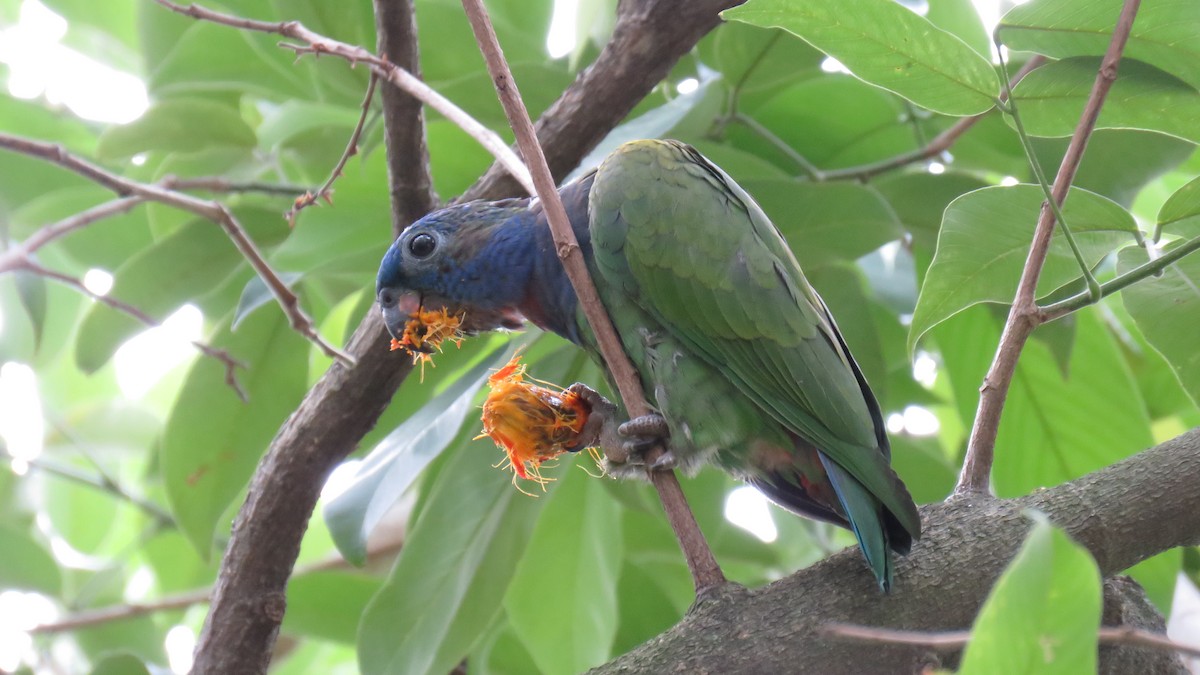 Blue-headed Parrot - Juan Pablo Arboleda