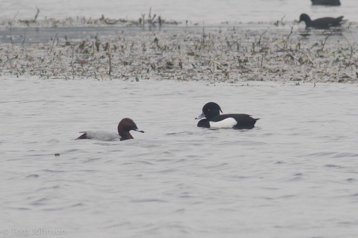 Tufted Duck - ML140603171