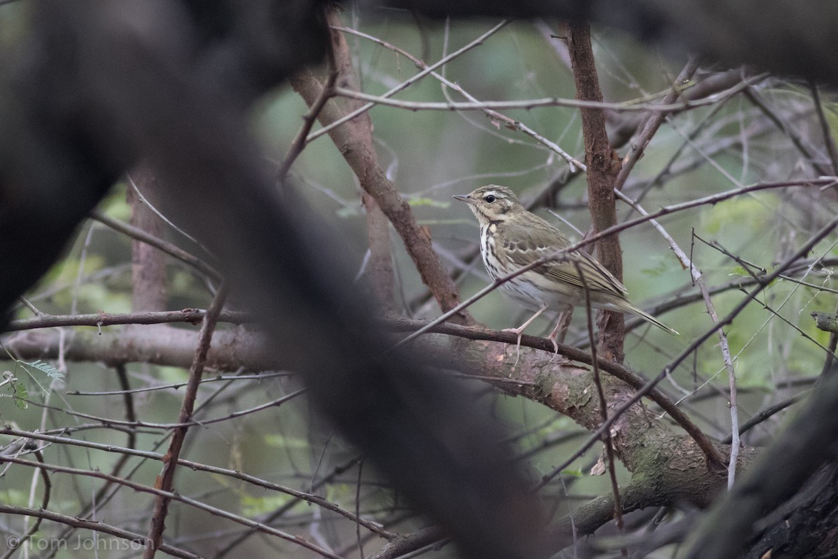 Olive-backed Pipit - ML140603391