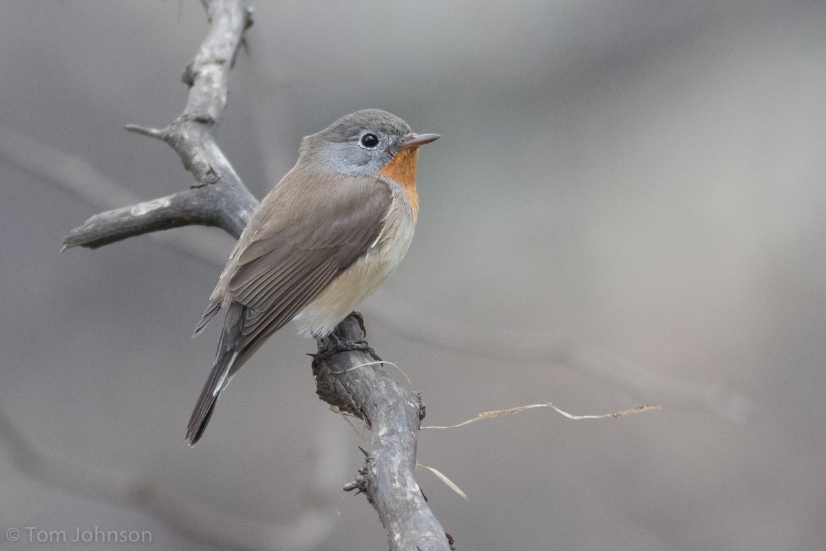 Red-breasted Flycatcher - Tom Johnson