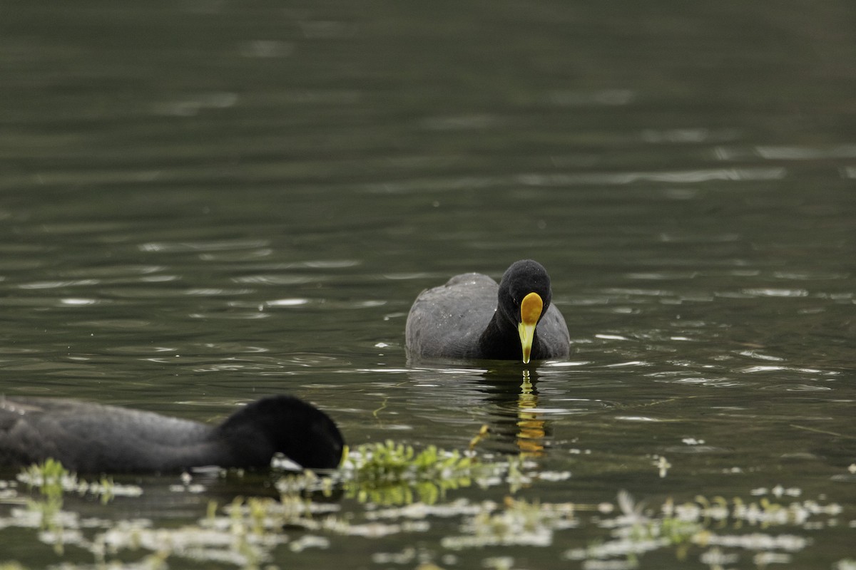 White-winged Coot - ML140603921