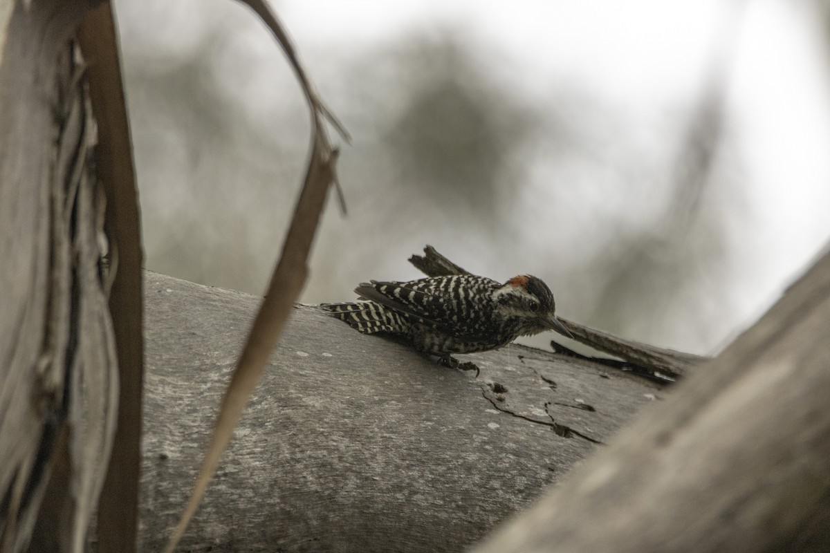Striped Woodpecker - ML140604001