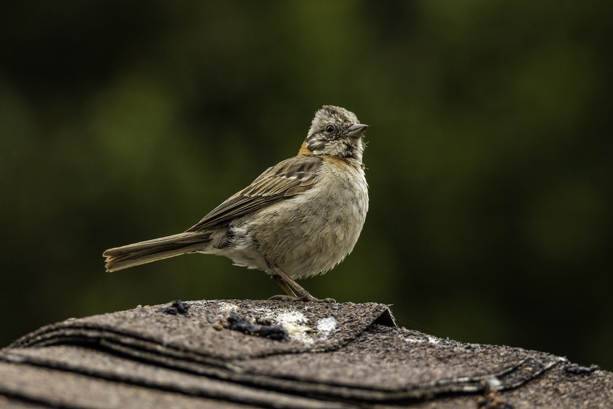 Rufous-collared Sparrow - ML140604131