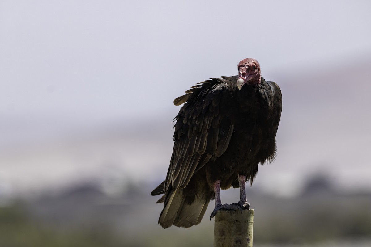 Turkey Vulture - ML140604461