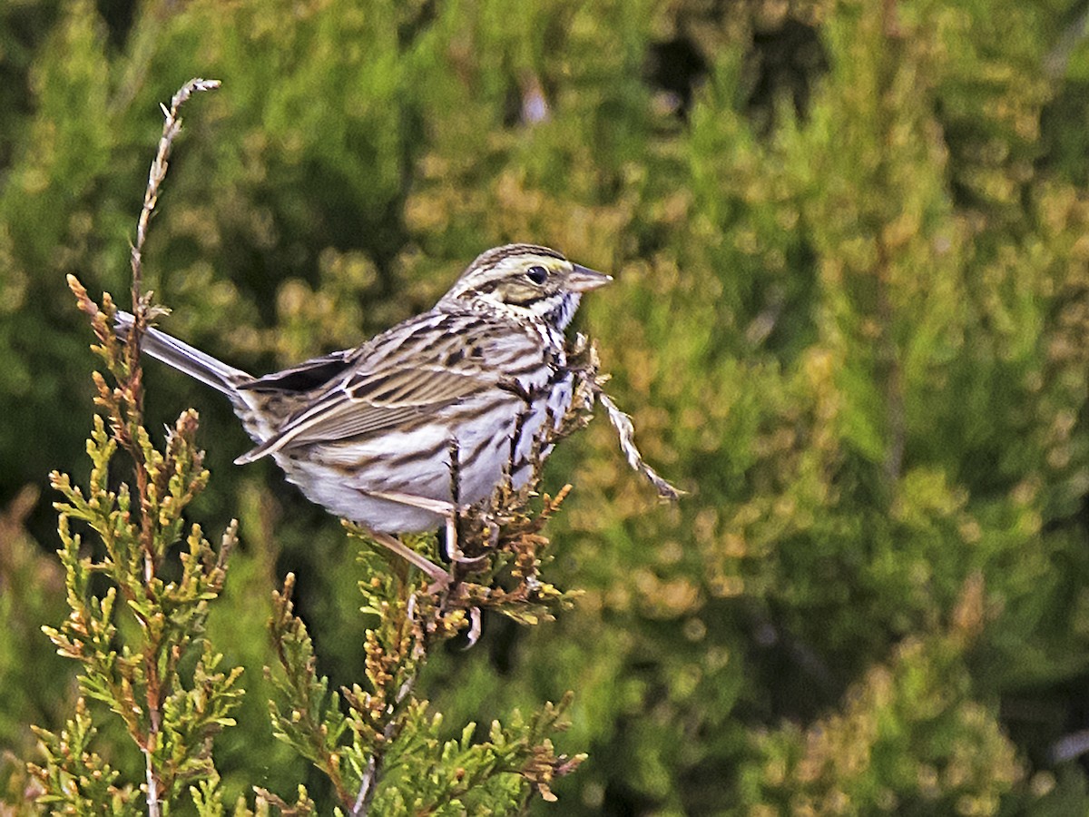 Savannah Sparrow - james poling