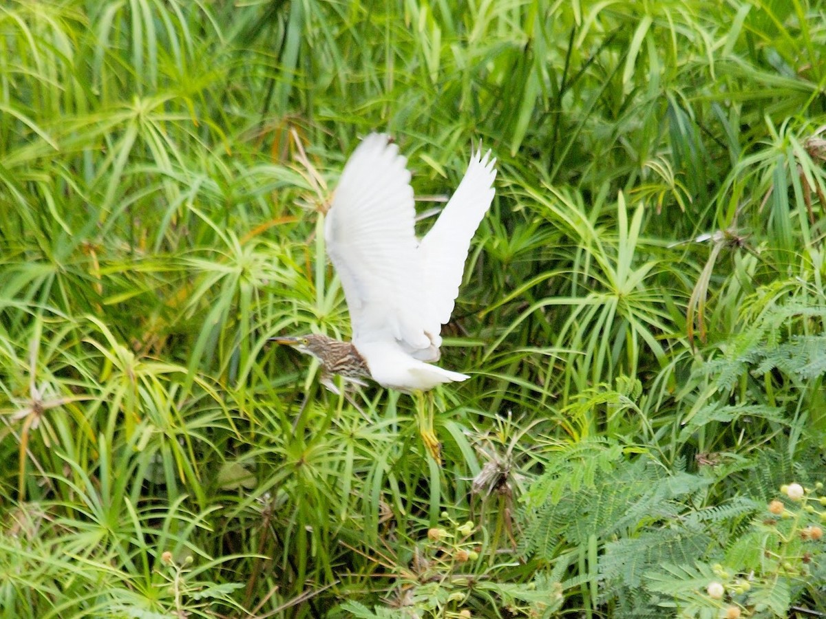 Chinese Pond-Heron - Atsushi Shimazaki