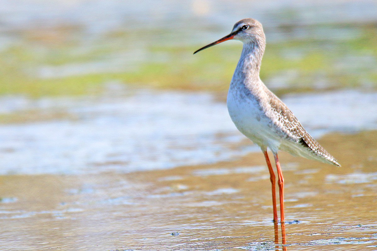 Spotted Redshank - S S Suresh
