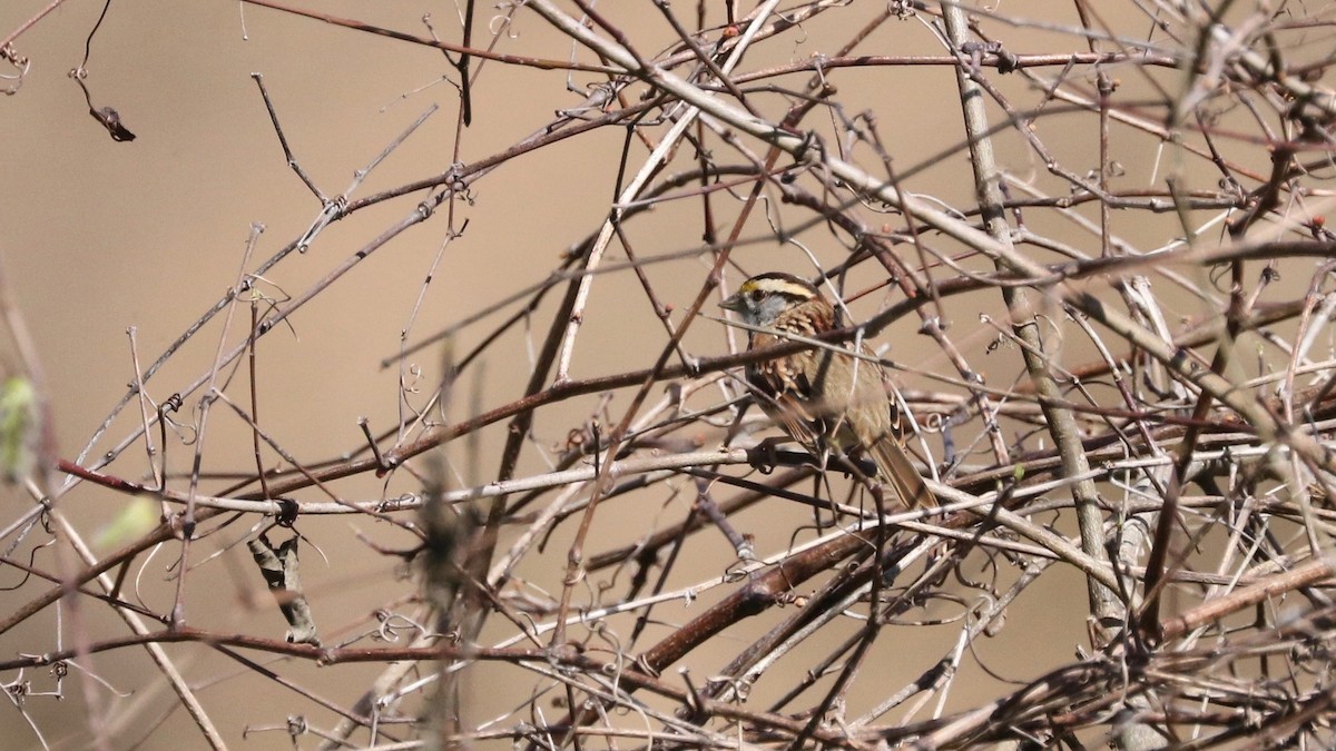 White-throated Sparrow - Sandi Templeton
