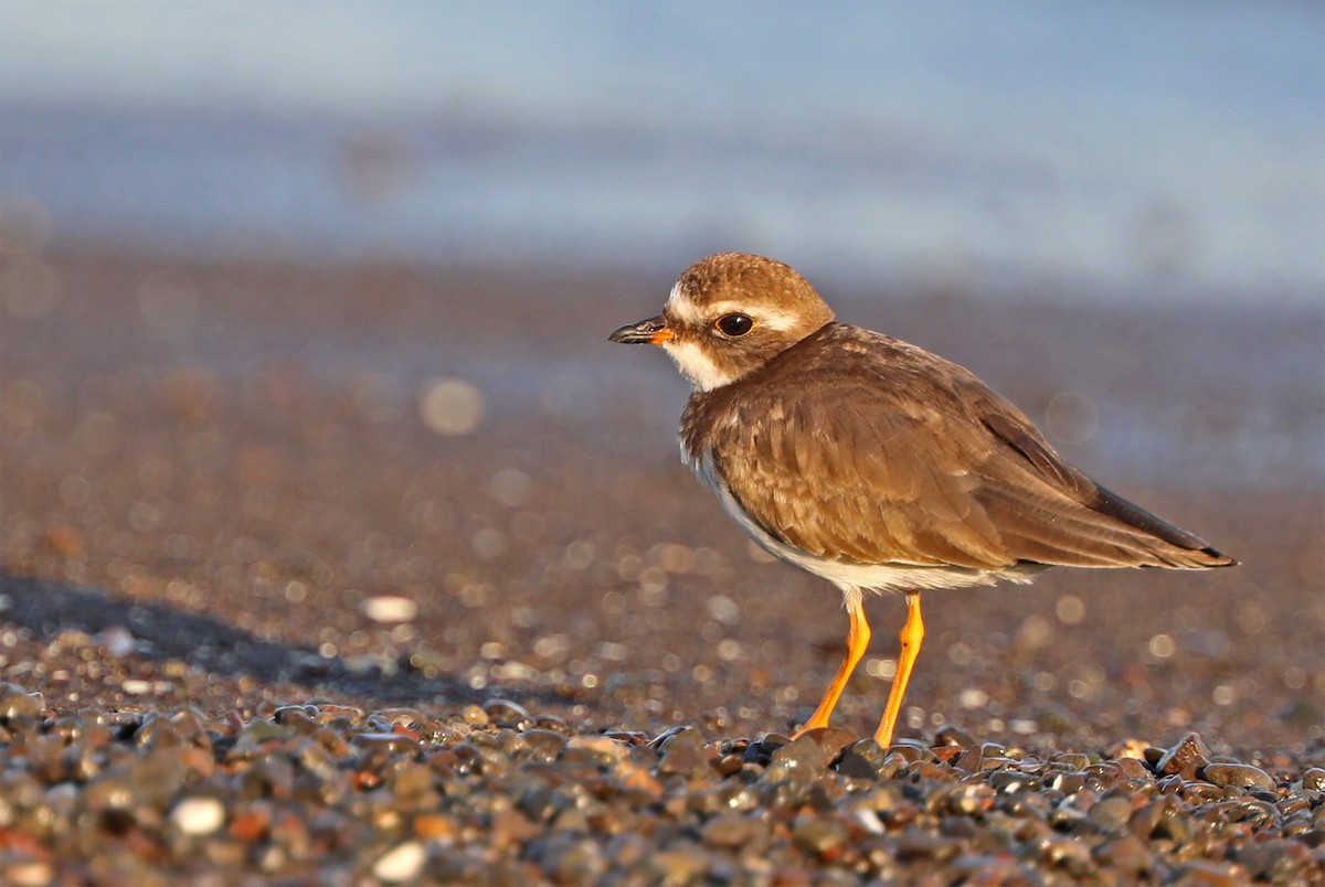 Semipalmated Plover - ML140610251