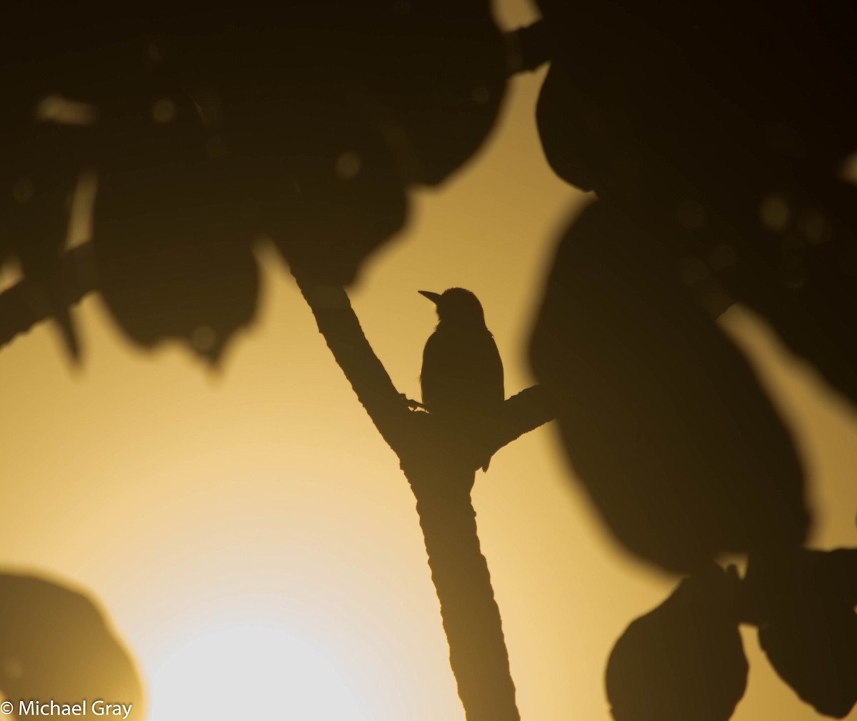 Black-cheeked Woodpecker - Michael Gray