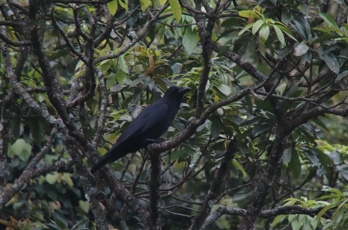 Large-billed Crow - ML140611021