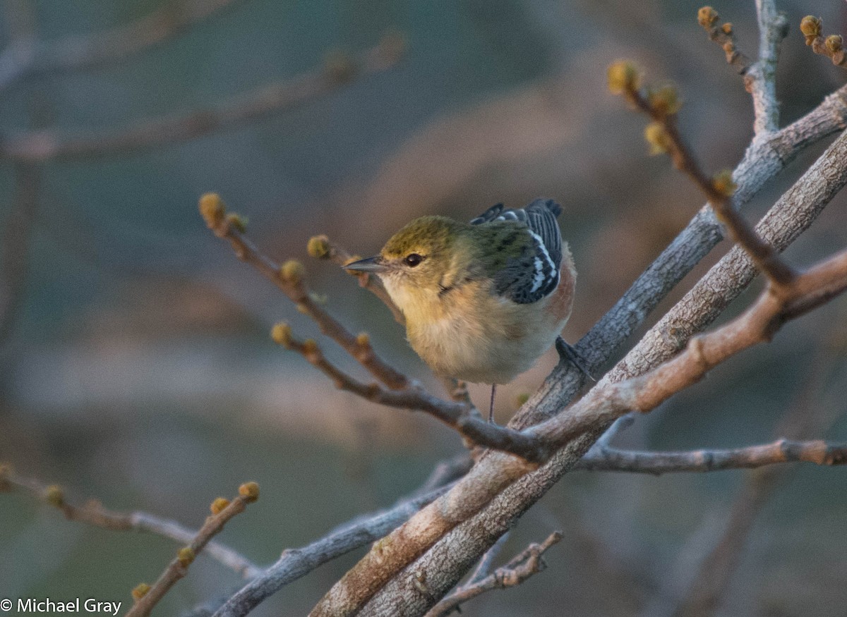 Bay-breasted Warbler - ML140611071