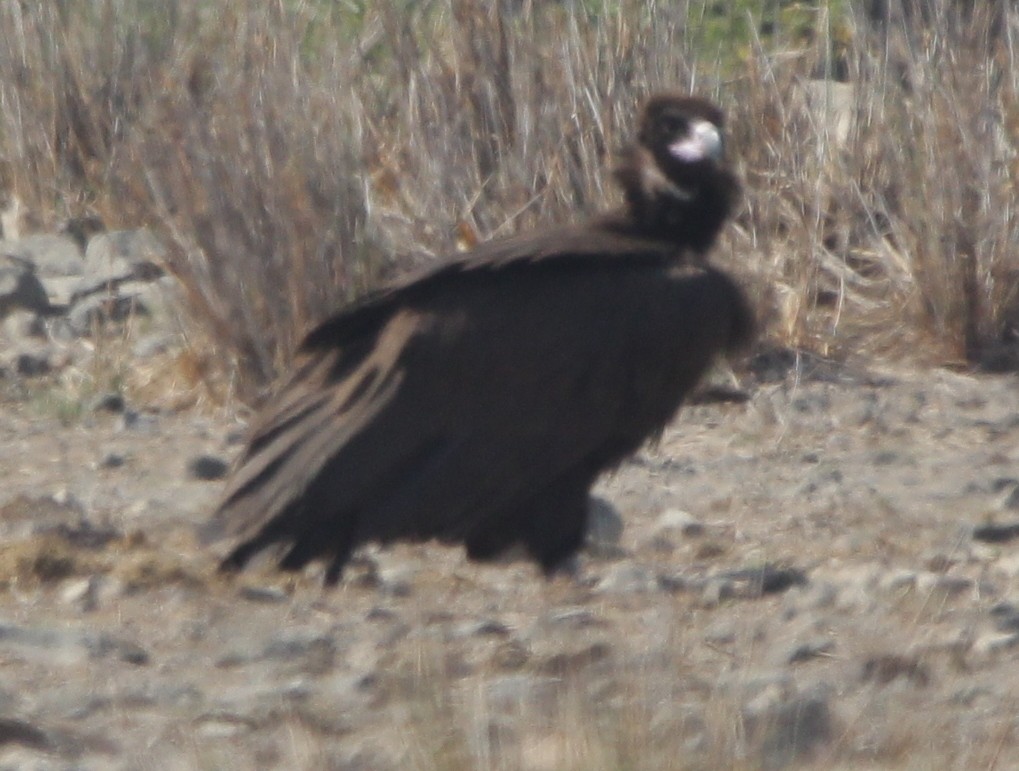 Cinereous Vulture - Vyom Vyas