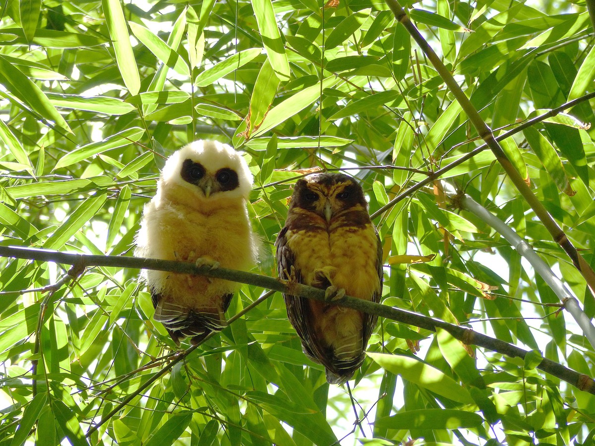 Tawny-browed Owl - ML140613951