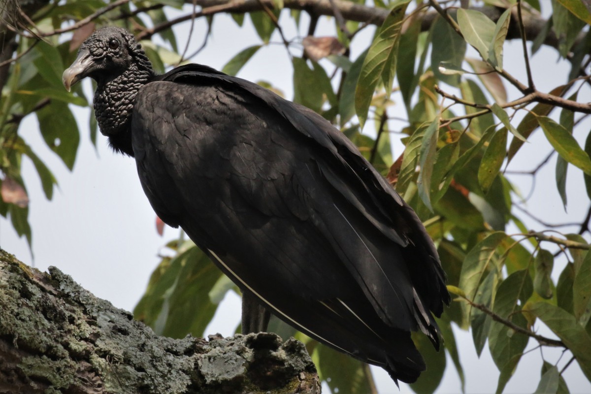 Black Vulture - ML140614731