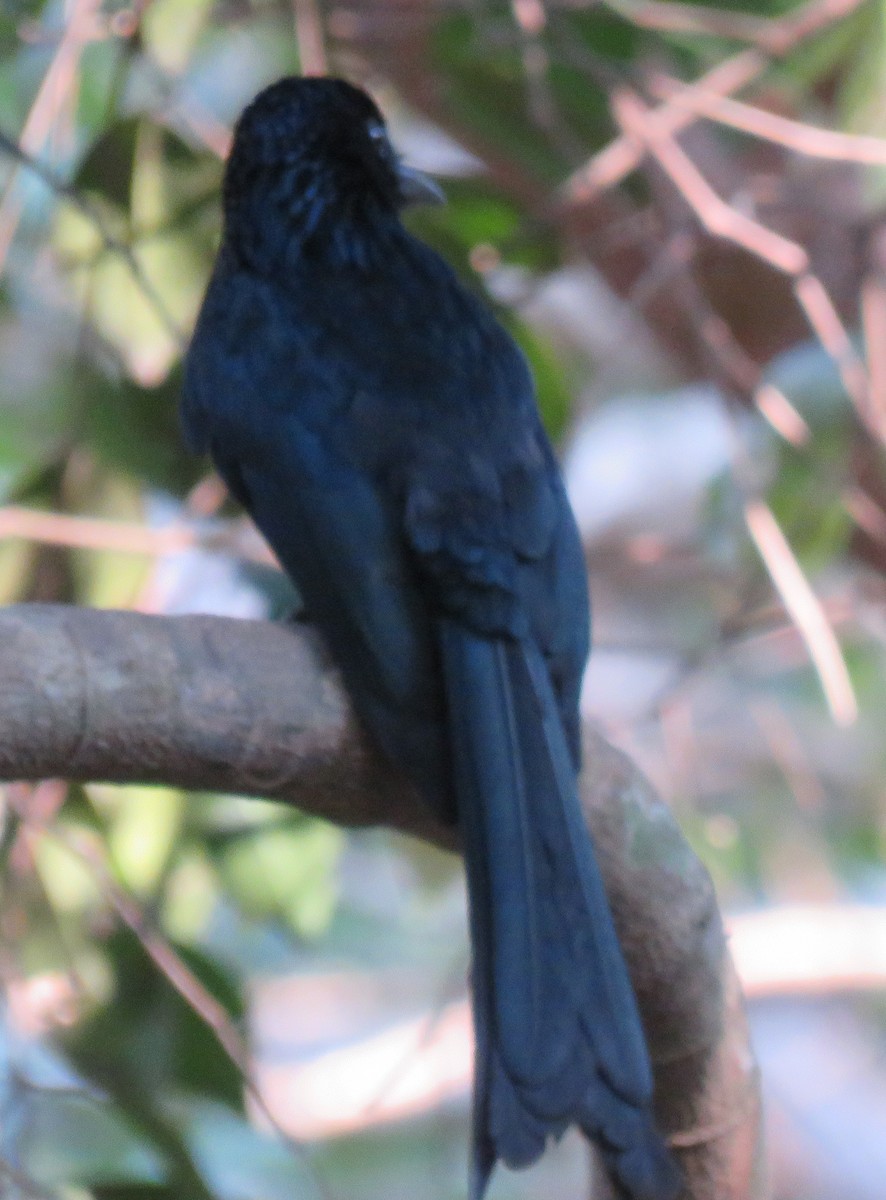 Greater Racket-tailed Drongo - ML140616251